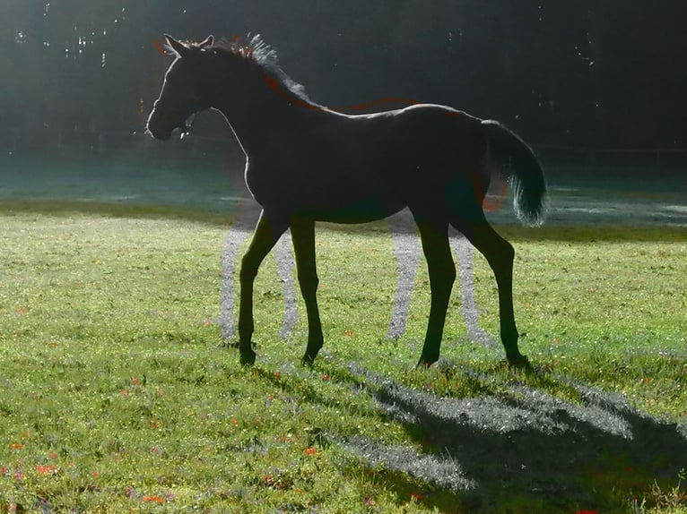 Koń trakeński Ogier Źrebak (04/2024) 172 cm Gniada in Harsefeld