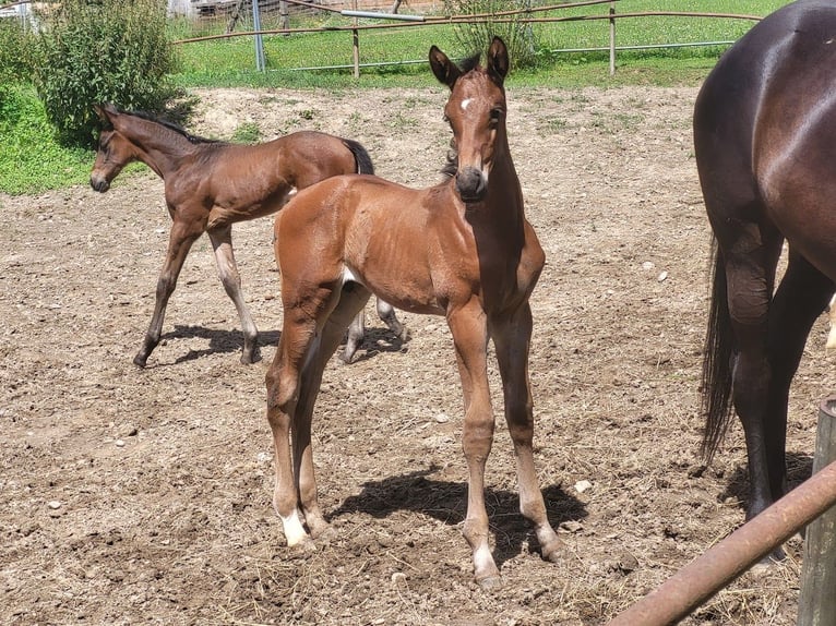 Koń trakeński Ogier Źrebak (06/2024) 173 cm Gniada in Adelsried