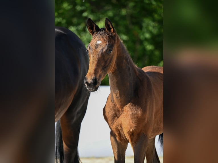 Koń trakeński Ogier Źrebak (03/2026) Ciemnogniada in Günzburg