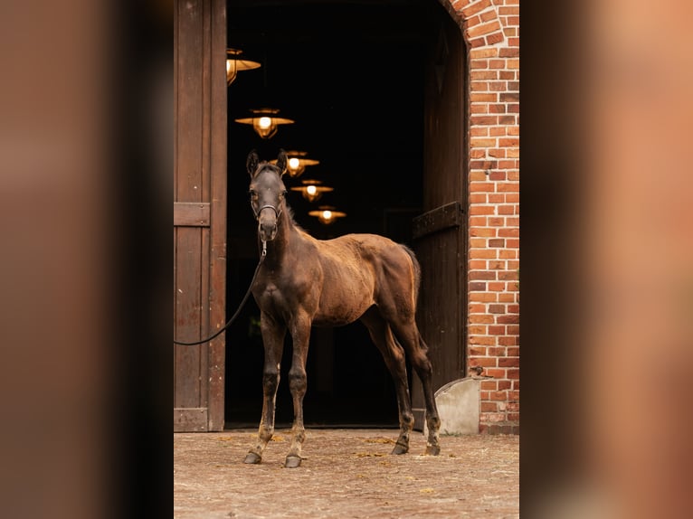 Koń trakeński Ogier Źrebak (05/2024) Ciemnogniada in Wenningstedt