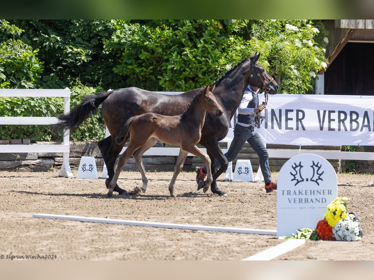 Koń trakeński Ogier Źrebak (04/2024) Gniada in Heidenau