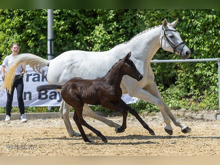 Koń trakeński Ogier Źrebak (05/2025) Kara in Meitingen