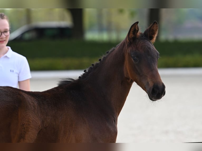 Koń trakeński Ogier Źrebak (03/2024) in Ostercappeln