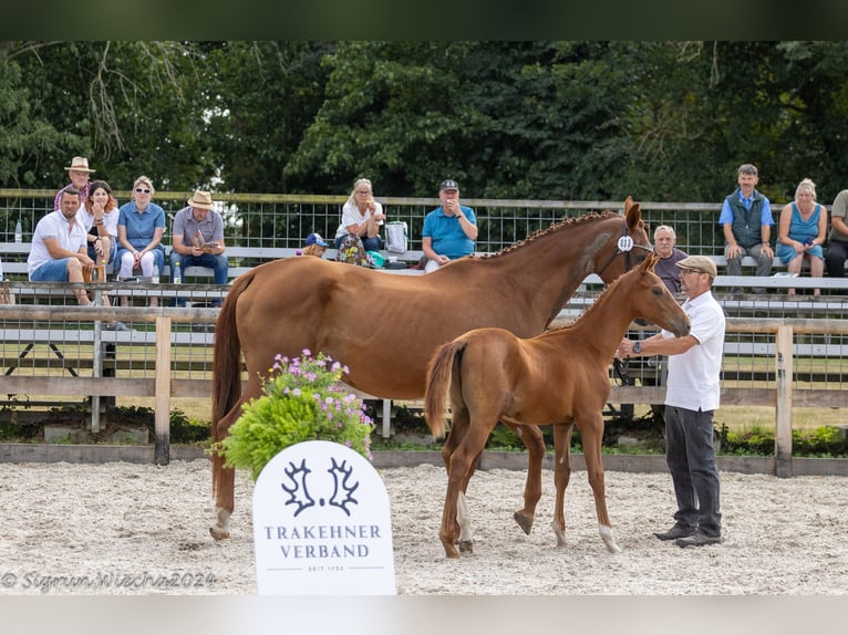 Koń trakeński Ogier Źrebak (04/2024) in Döbeln