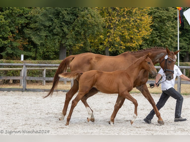 Koń trakeński Ogier Źrebak (04/2024) in Döbeln