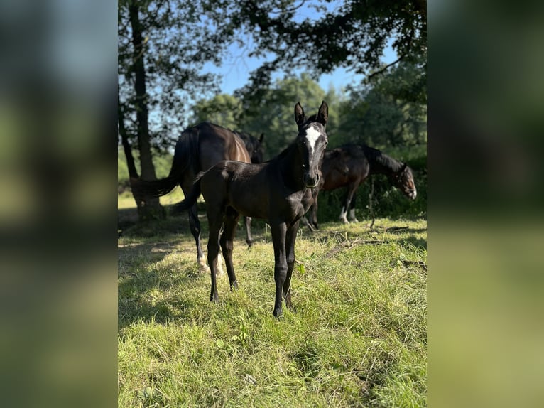 Koń trakeński Ogier Źrebak (06/2024) Siwa in Grebenstein