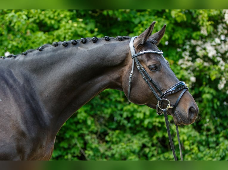 Koń trakeński Wałach 10 lat 160 cm Ciemnogniada in Hannover