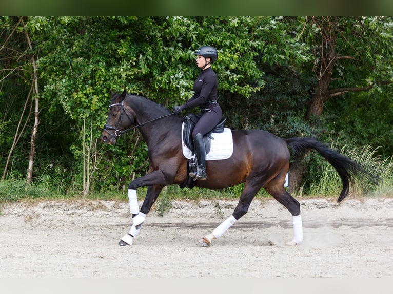 Koń trakeński Wałach 10 lat 160 cm Ciemnogniada in Hannover