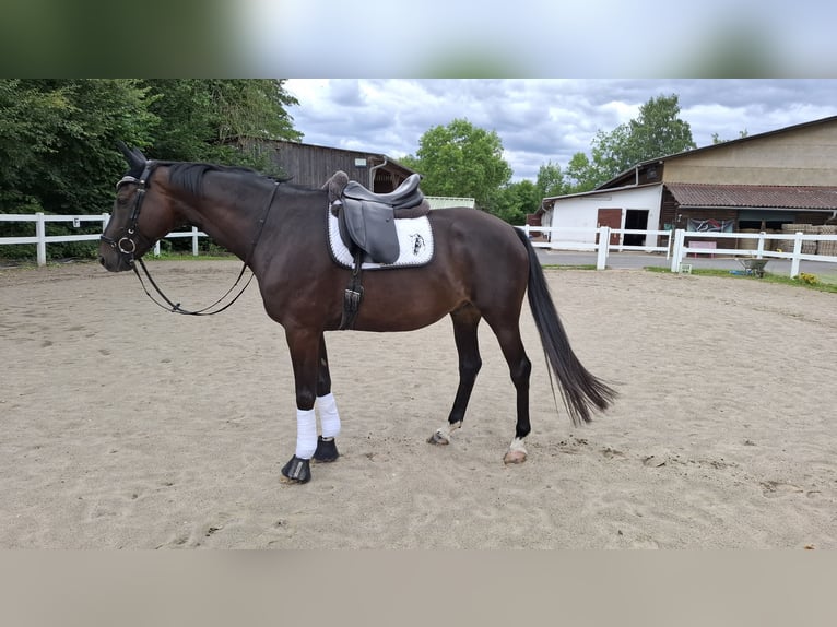 Koń trakeński Wałach 10 lat 166 cm Ciemnogniada in Philippsthal (Werra)
