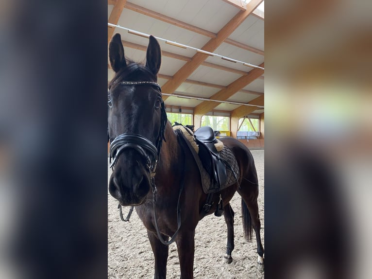 Koń trakeński Wałach 10 lat 167 cm Skarogniada in Kleve