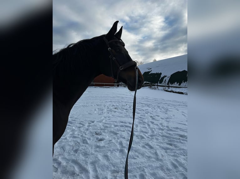 Koń trakeński Wałach 10 lat 170 cm Ciemnogniada in Bad Oeynhausen