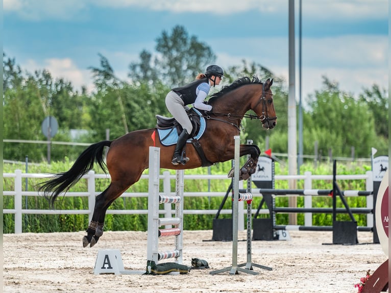 Koń trakeński Wałach 10 lat 172 cm Ciemnogniada in czernidła