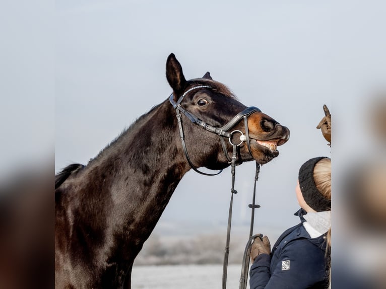 Koń trakeński Wałach 11 lat 163 cm Ciemnogniada in Waldbrunn (Westerwald)