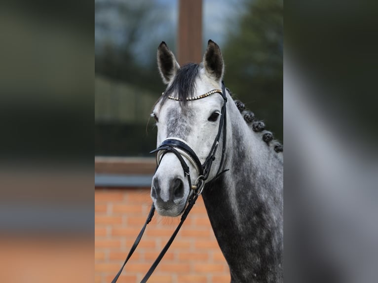 Koń trakeński Wałach 11 lat 167 cm Siwa jabłkowita in Henstedt-Ulzburg