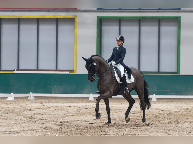 Koń trakeński Wałach 11 lat 168 cm Kara in Aleksandria