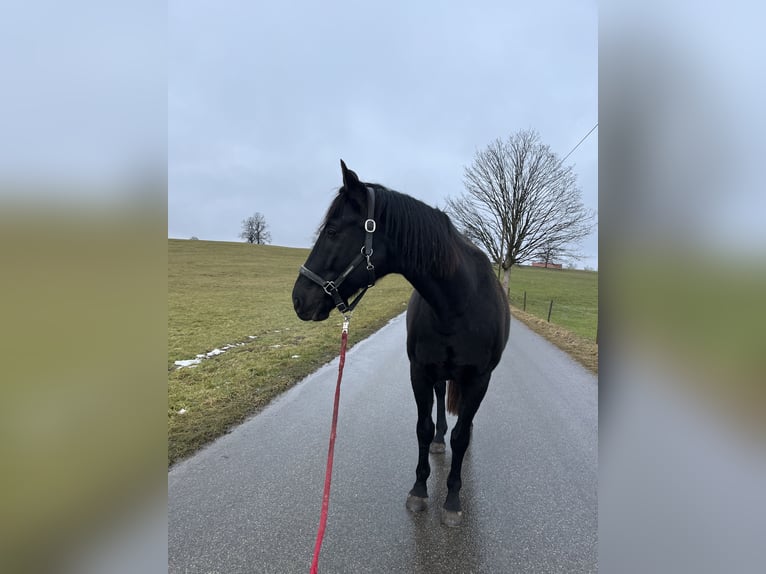Koń trakeński Wałach 11 lat 175 cm Kara in Obersöchering