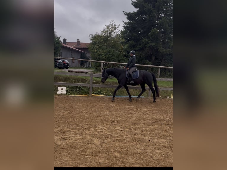 Koń trakeński Wałach 11 lat 175 cm Kara in Obersöchering