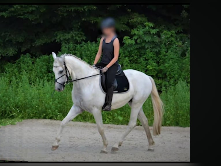 Koń trakeński Wałach 12 lat 158 cm Siwa in Norderstedt