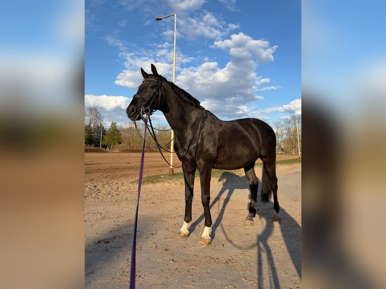 Koń trakeński Wałach 14 lat 165 cm Kara in Riga