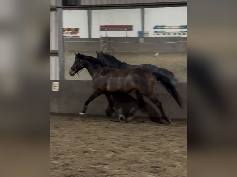 Koń trakeński Wałach 14 lat 177 cm Ciemnogniada in Emden