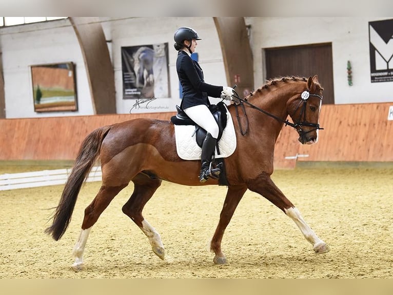 Koń trakeński Wałach 15 lat 170 cm Ciemnokasztanowata in Brechen