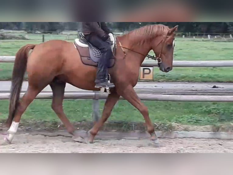 Koń trakeński Wałach 16 lat 162 cm  in Bremen