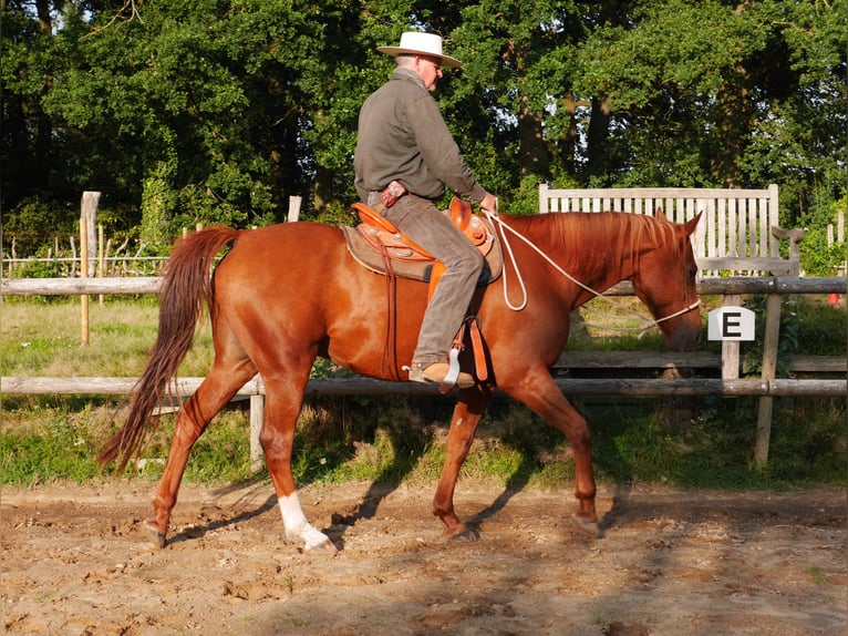 Koń trakeński Wałach 16 lat 162 cm  in Bremen