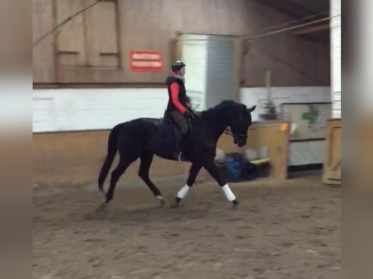 Koń trakeński Wałach 16 lat 180 cm Kara in Albersdorf