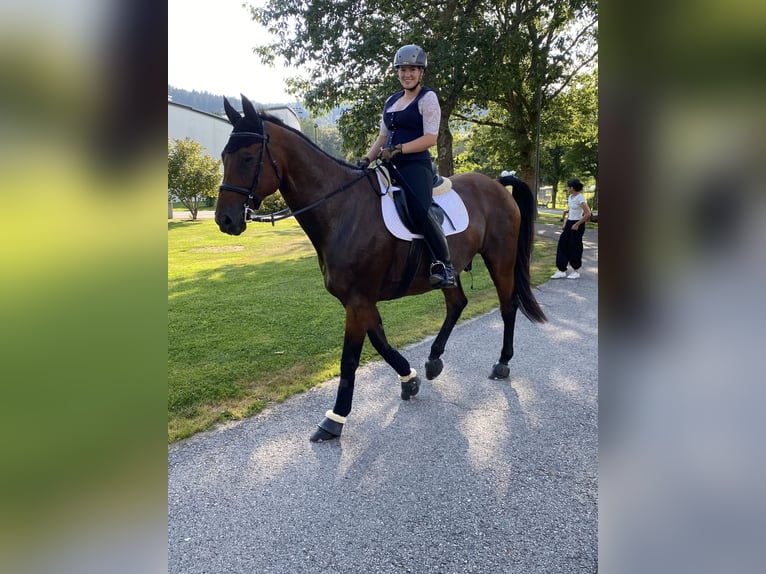 Koń trakeński Mix Wałach 16 lat 185 cm Gniada in Frauenau