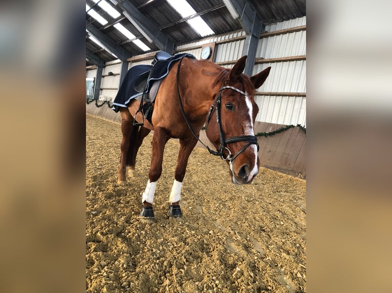 Koń trakeński Wałach 17 lat 170 cm Kasztanowata in Wetter (Ruhr)