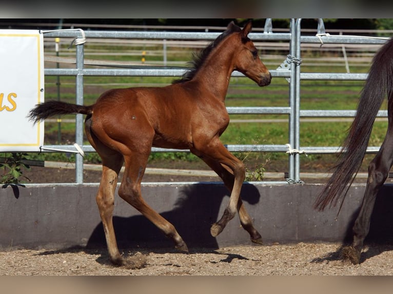 Koń trakeński Wałach 1 Rok Gniada in Günzburg