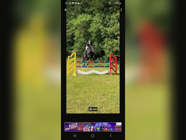 Koń trakeński Wałach 20 lat 163 cm Skarogniada in Ahrensburg