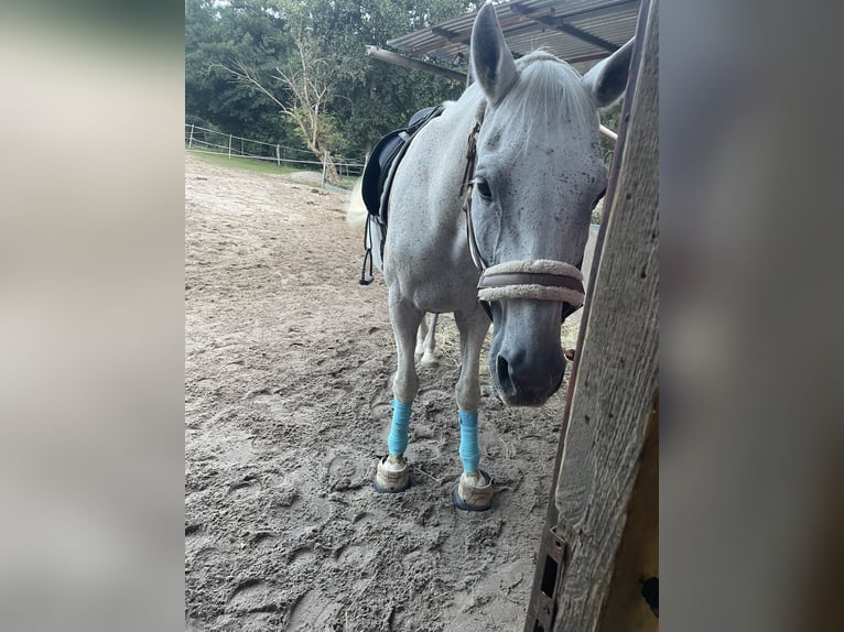 Koń trakeński Wałach 24 lat 173 cm Siwa w hreczce in MörlenbachMörlenbach