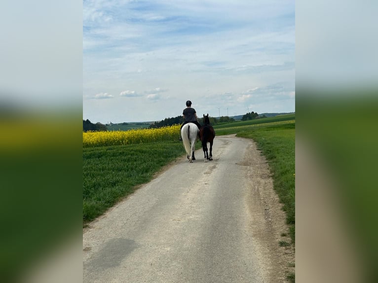 Koń trakeński Wałach 24 lat 173 cm Siwa w hreczce in MörlenbachMörlenbach