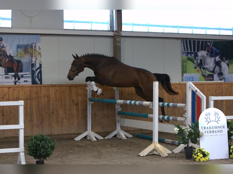 Koń trakeński Wałach 2 lat 164 cm Gniada in Tornesch