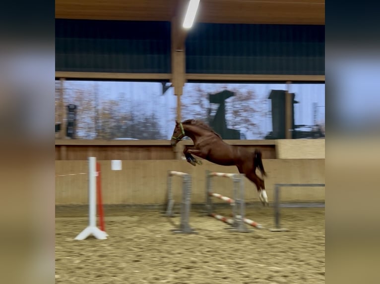 Koń trakeński Wałach 2 lat 167 cm Kasztanowata in Löbau