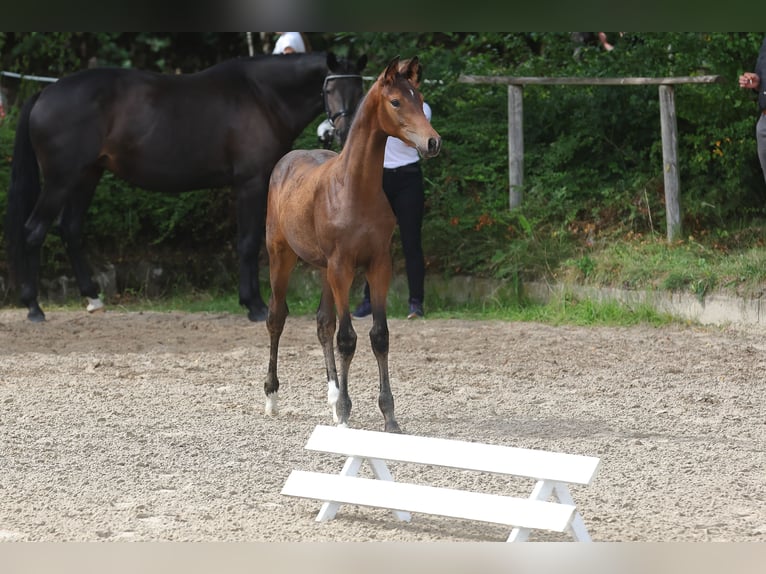 Koń trakeński Wałach 2 lat 168 cm Skarogniada in Möllenbeck