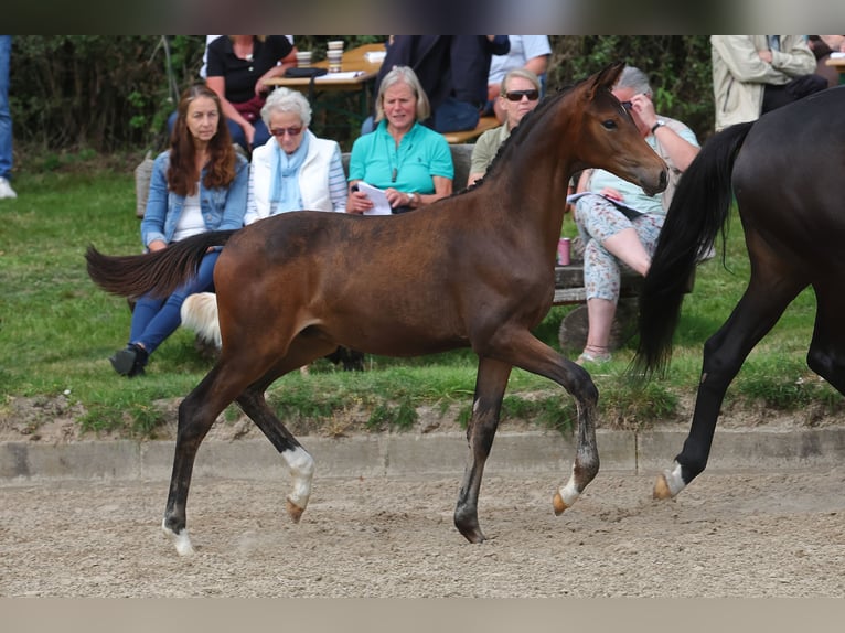 Koń trakeński Wałach 2 lat 168 cm Skarogniada in Möllenbeck