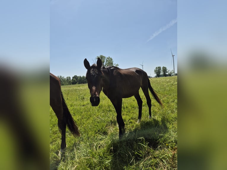 Koń trakeński Wałach 2 lat 168 cm Skarogniada in M&#xF6;llenbeck