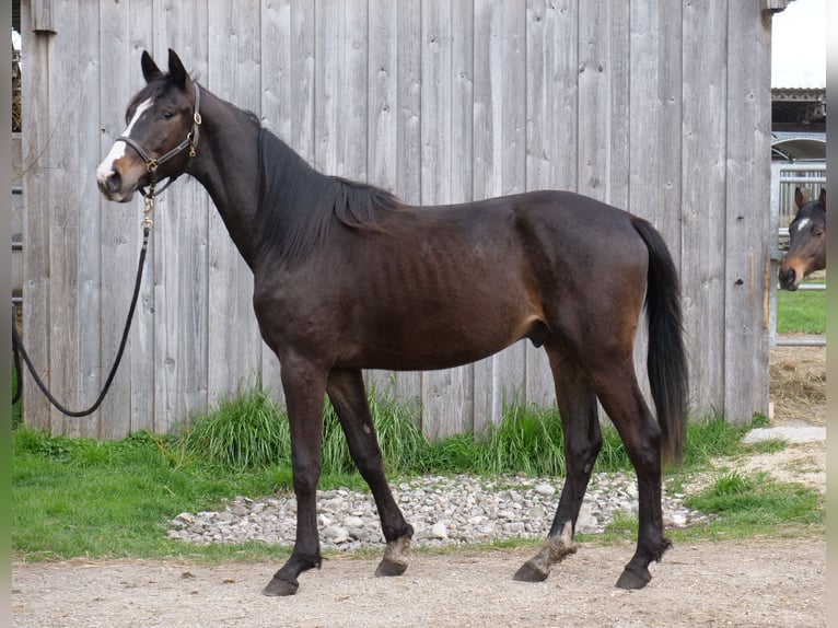 Koń trakeński Wałach 2 lat 168 cm Skarogniada in Günzburg