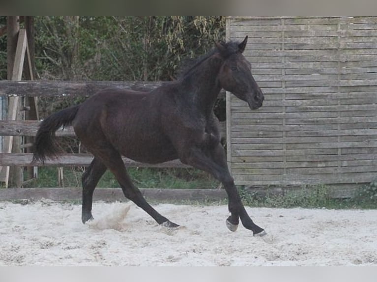 Koń trakeński Wałach 2 lat 170 cm Skarogniada in Neunkirchen Seelscheid
