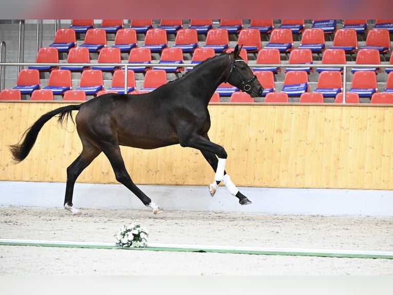 Koń trakeński Wałach 2 lat 173 cm Gniada in Gro&#xDF;enkneten