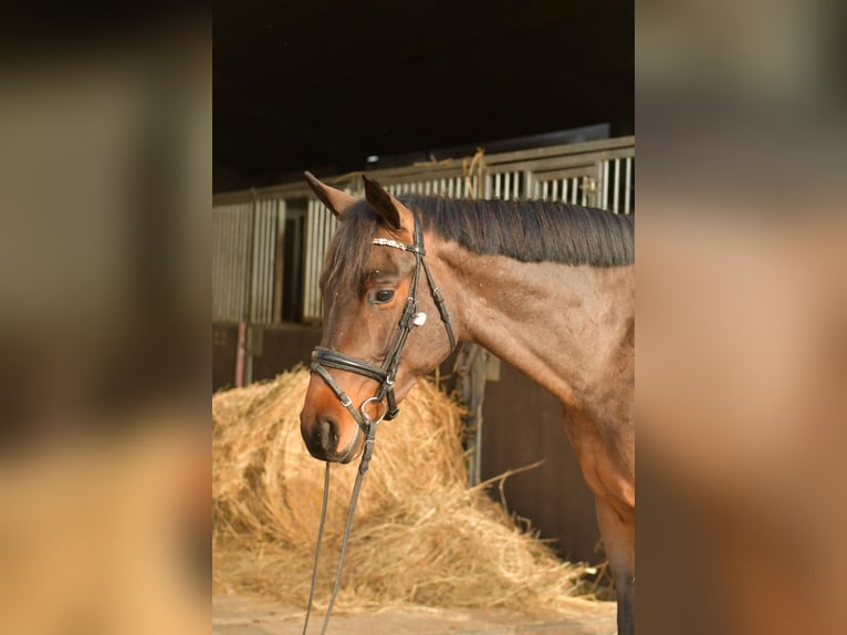 Koń trakeński Wałach 3 lat 156 cm Gniada in Geilenkirchen