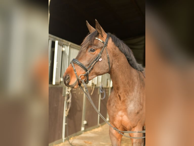 Koń trakeński Wałach 3 lat 156 cm Gniada in Geilenkirchen