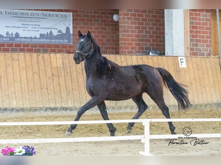 Koń trakeński Wałach 3 lat 160 cm Skarogniada in Dorsten