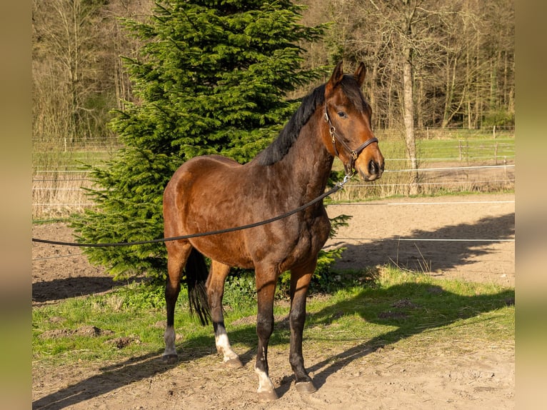 Koń trakeński Wałach 3 lat 162 cm Gniada in Nübbel