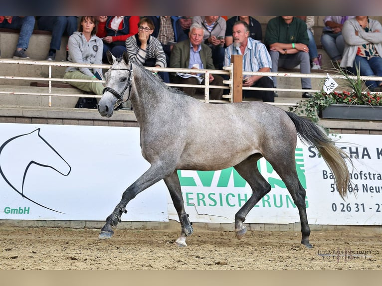 Koń trakeński Wałach 3 lat 162 cm Siwa in Ruppichteroth