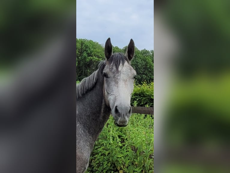 Koń trakeński Wałach 3 lat 162 cm Siwa in Ruppichteroth