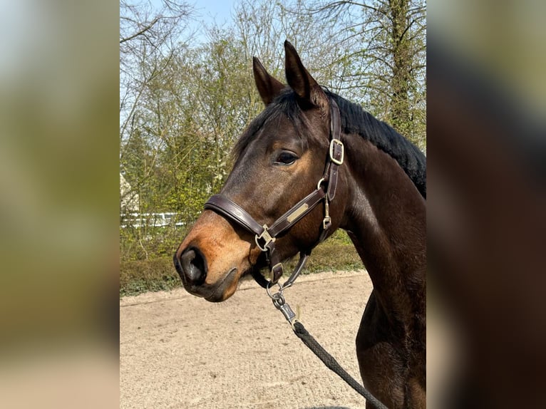 Koń trakeński Wałach 3 lat 163 cm Gniada in Krefeld