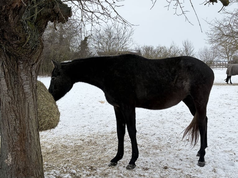 Koń trakeński Wałach 3 lat 163 cm Siwa in Raguhn
